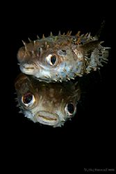 Loving Eyes Puffers .... how cute can they get :) 400D again by Alex Tattersall 